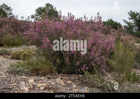 Santé espagnole, Erica australis. C'est une espèce de plante à fleurs de la famille des Ericaceae, originaire de l'ouest de la péninsule ibérique (Portugal et Ouest Banque D'Images