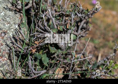 Spécimen de chêne holm, Quercus rotundifolia, fouillé par des chèvres. Photo prise à la Pedriza, Parc National des montagnes Guadarrama, Madrid, Espagne. Banque D'Images