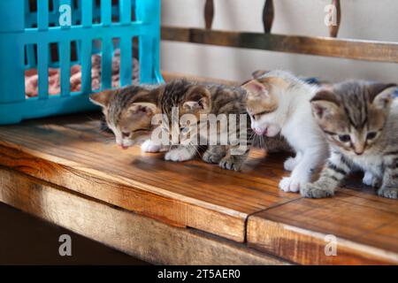 quatre bébés chatons placés sur un banc en bois à l'extérieur de leur panier dans un refuge parrainé par un organisme de bienfaisance Banque D'Images