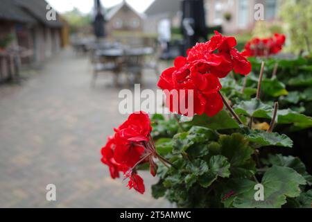 Bec de tempête rouge ou pélargoniums devant un restaurant. La terrasse peut être vue floue en arrière-plan Banque D'Images