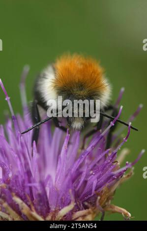 Gros plan vertical sur un bourdon commun moelleux mignon à bandes brunes, Bombus pascuorum, sur un knapweed violet, Centaurea jacea, fleur avec copie-espace Banque D'Images