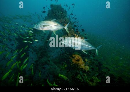 Scubadiving Nosy Be Banque D'Images