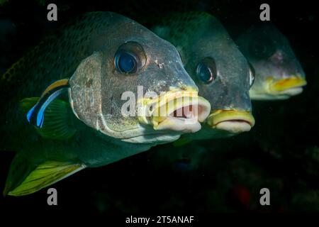 Scubadiving Nosy Be Banque D'Images