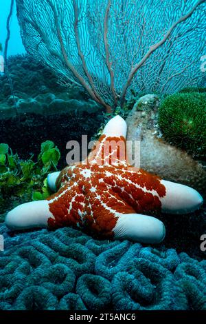 Scubadiving Nosy Be Banque D'Images