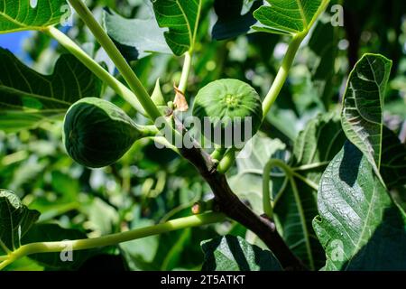 De nombreuses grandes figues biologiques mûres fraîches et des feuilles vertes sur des brunchs d'arbre dans un verger dans un jour ensoleillé d'automne, photographiées avec une attention sélective Banque D'Images