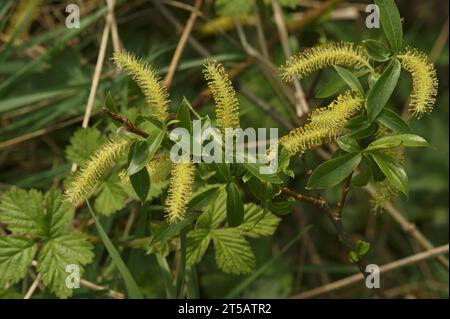 Gros plan naturel sur un mâle en fleur Willow blanc, Salix alba avec pollen jaune Banque D'Images