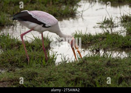 Cigogne à bec jaune, Micteria ibis, Ciconiidae, Meru National Park, Kenya, Afrique Banque D'Images