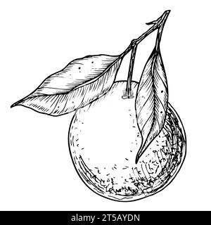 Branche de fruit orange avec des feuilles. Illustration vectorielle linéaire dessinée à la main de mandarine ou mandarine. Dessin d'arbre clémentine pour étiquette alimentaire. Croquis noir gravé sur blanc pour icône ou logo. Illustration de Vecteur