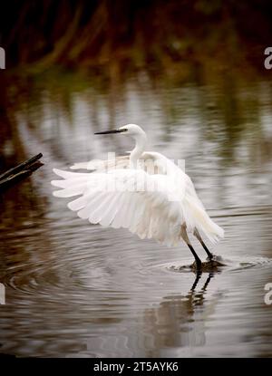 L'Aigrette garzette Banque D'Images