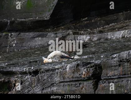 SKUA Great (Stercorarius skua) se nourrissant de Gannet mort (Morus bassanus), Noss NNR, Shetland Banque D'Images
