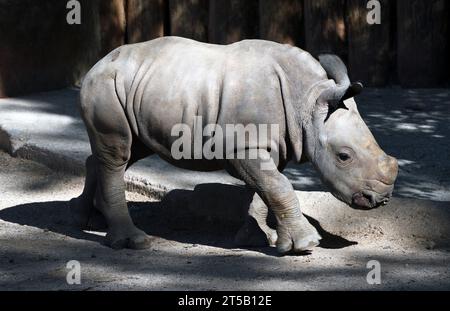 veau rhinocéros blanc ; deuxième animal terrestre le plus important ; mâle ; né le 15 août ; mère ; andile ; zoo de lisbonne; Banque D'Images