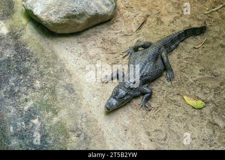 Crocodile sur sable d'en haut. Crocodile couché sur le rivage. Banque D'Images