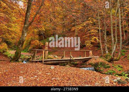 Plongez dans la sérénité de l'automne en rencontrant une scène forestière pittoresque. Un petit ruisseau de montagne serpente gracieusement à travers le vibran Banque D'Images