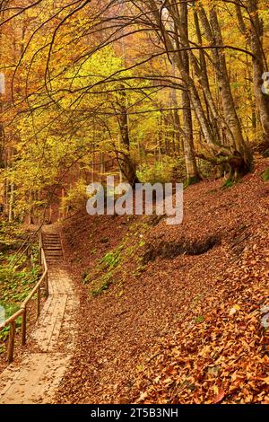 Plongez dans la sérénité de l'automne en rencontrant une scène forestière pittoresque. Un petit ruisseau de montagne serpente gracieusement à travers le vibran Banque D'Images