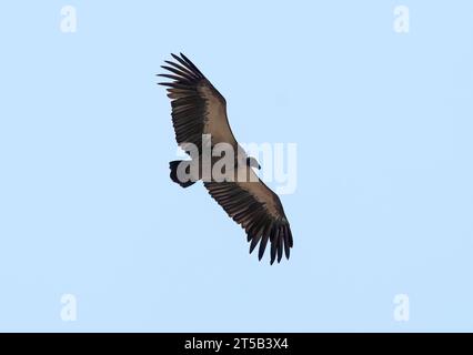 Vautour à dos blanc, Weißrückengeier, Vautour africain, Gyps africanus, Parc National de Hwange, République du Zimbabwe, Afrique Banque D'Images