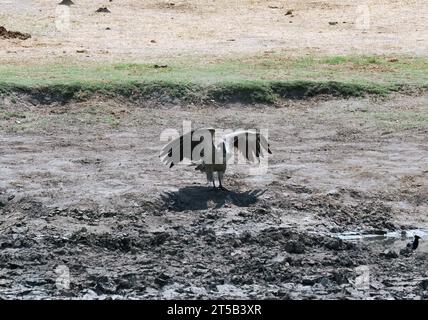 Vautour à dos blanc, Weißrückengeier, Vautour africain, Gyps africanus, Parc National de Hwange, République du Zimbabwe, Afrique Banque D'Images