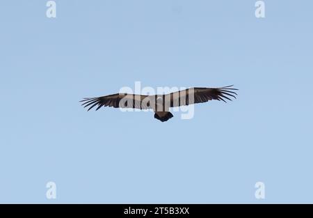 Vautour à dos blanc, Weißrückengeier, Vautour africain, Gyps africanus, Parc National de Hwange, République du Zimbabwe, Afrique Banque D'Images