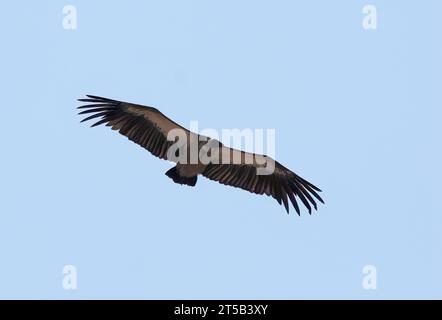 Vautour à dos blanc, Weißrückengeier, Vautour africain, Gyps africanus, Parc National de Hwange, République du Zimbabwe, Afrique Banque D'Images