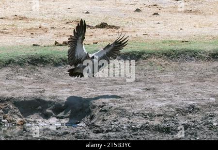 Vautour à dos blanc, Weißrückengeier, Vautour africain, Gyps africanus, Parc National de Hwange, République du Zimbabwe, Afrique Banque D'Images