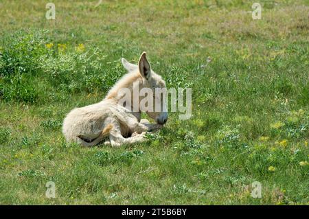 Seulement quelques jours Vieux poulain de l'âne baroque blanc austro-hongrois (Equus Asinus Asinus) reposant dans l'herbe, Paysage culturel de Fertő, Hongrie. Banque D'Images