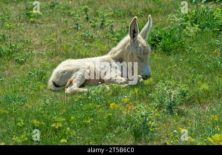 Seulement quelques jours Vieux poulain de l'âne baroque blanc austro-hongrois (Equus Asinus Asinus) reposant dans l'herbe, Paysage culturel de Fertő, Hongrie. Banque D'Images