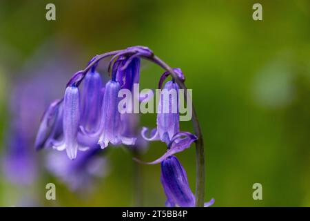 Gros plan détail d'une fleur de Bluebell (Hyacinthoides non-scripta) parmi un grand amas poussant dans Oak Woodlands #2 Banque D'Images