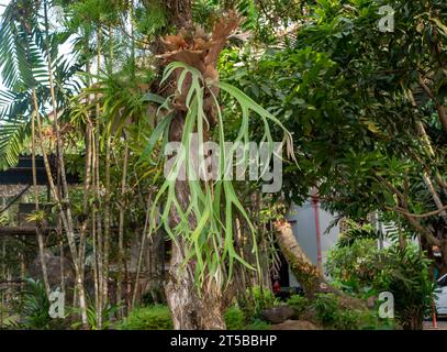 Tanduk Rusa, fougères de bois de cerf, coronarium de Platycerium ou fougère de Staghorn dans le jardin. Banque D'Images