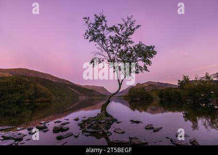 Le célèbre Lone Tree dans le lac Padarn à Llanberis, pays de Galles. Banque D'Images