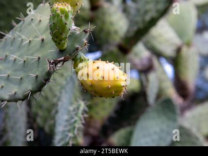Poires de Barbarie mûres sur la plante de cactus. Banque D'Images