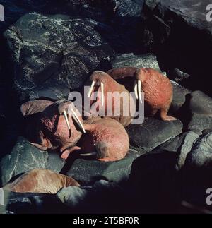 États-Unis. Alaska. Faune. Bull Walruses. (Odobenus rosmarus divergens) Banque D'Images