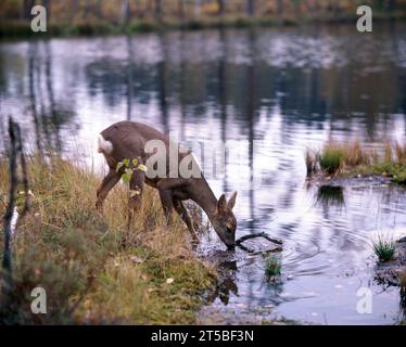 Pologne. Roe Deer buvant du lac. (Capreolus capreolus) Banque D'Images