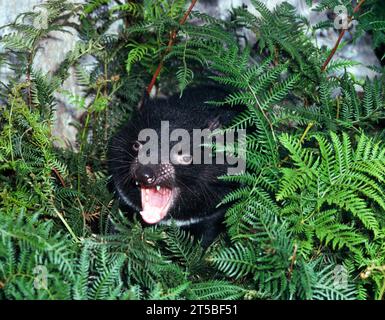 Australie. Faune. Tasmanian Devil. Sarcophilus harrisii. Banque D'Images