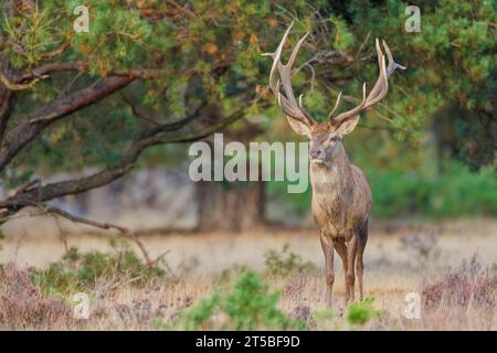 Cerf rouge mâle, Cervus elaphus, saison d'ornithage, pays-Bas, Hollande, Hoge Veluwe Banque D'Images