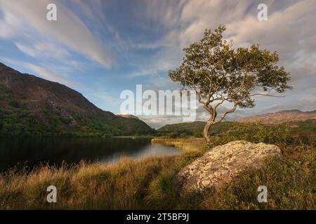 L'arbre solitaire emblématique sur la rive de Llyn Dinas dans le parc national de Snowdonia, au pays de Galles. Banque D'Images