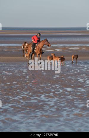 femme à cheval avec des chiens brancaster plage nord norfolk angleterre Banque D'Images