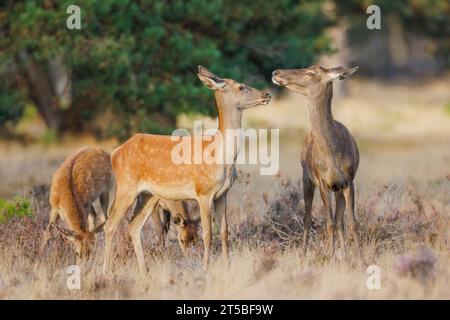 Deux femelles Red Deers, Cervus elaphus, en conflit Banque D'Images