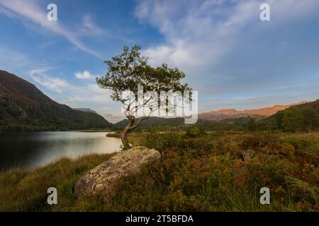 L'arbre solitaire emblématique sur la rive de Llyn Dinas dans le parc national de Snowdonia, au pays de Galles. Banque D'Images