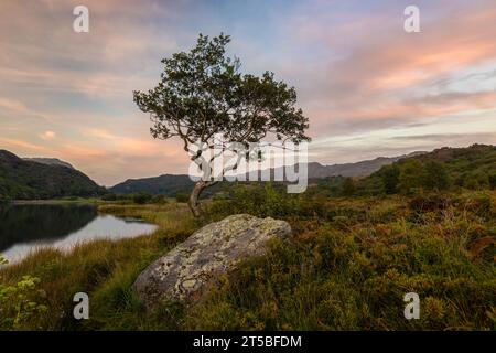 L'arbre solitaire emblématique sur la rive de Llyn Dinas dans le parc national de Snowdonia, au pays de Galles. Banque D'Images