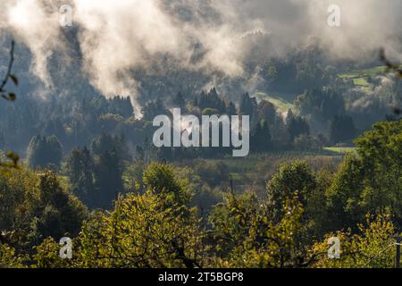 Morgennebel im Wald des Valsugana, Trentino, Italien, Europa | brume matinale dans la forêt de la Valsugana, Trentino, Italie, Europe Banque D'Images