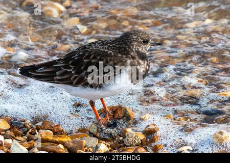 Un oiseau échassier à turnstone (Arenaria interprets) sur Hill Head Beach, Hampshire, Angleterre, Royaume-Uni Banque D'Images