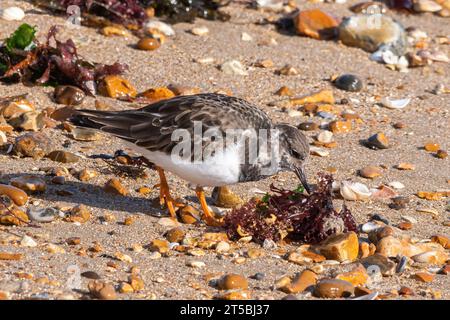 Un oiseau échassier à turnstone (Arenaria interprètent) à la recherche de nourriture sur Hill Head Beach, Hampshire, Angleterre, Royaume-Uni Banque D'Images