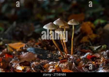 Champignons Mycena sp dans Woodland Banque D'Images