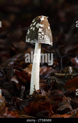 Champignon Magpie Inkcap (Coprinopsis picacea) Banque D'Images