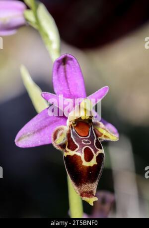 Orchidée d'abeille Ophrys heldreichiii Banque D'Images