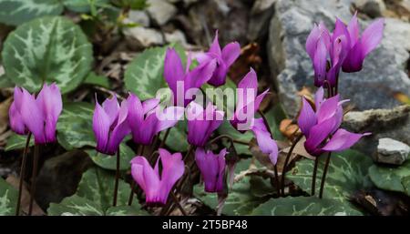 Cyclamen violet (Cyclamen purpurascens), poussant près des préalpes et du jura suisse Banque D'Images