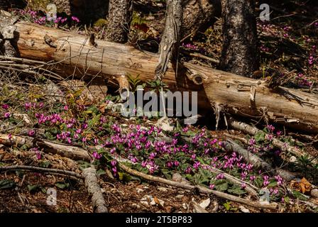 Cyclamens violets dans la forêt au pied du Jura suisse (Cyclamen purpurascens) Banque D'Images