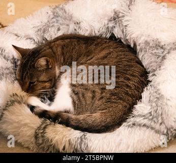 Chat domestique à poils courts, couché dans son lit de chat blanc et gris, faisant une sieste de chat. Banque D'Images