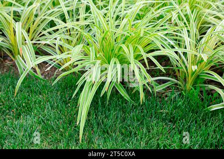 Phnom Penh Ophiopogon japonicus à feuilles larges dans le jardin botanique Banque D'Images