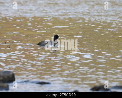 Un coot Fulica atra nage à la surface de l'eau d'une rivière Banque D'Images