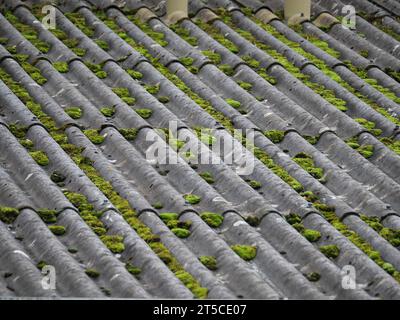 Coussin de mousse verte poussant sur un toit fait de feuilles d'amiante ondulées grises Banque D'Images